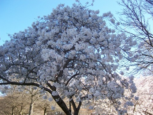 Picture 9 in [Hanami with Kagami]