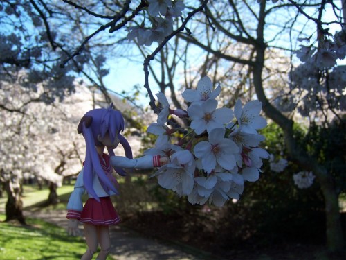 Picture 10 in [Hanami with Kagami]