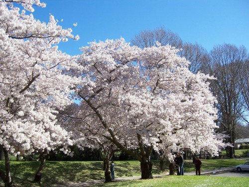 Picture 17 in [Hanami with Kagami]