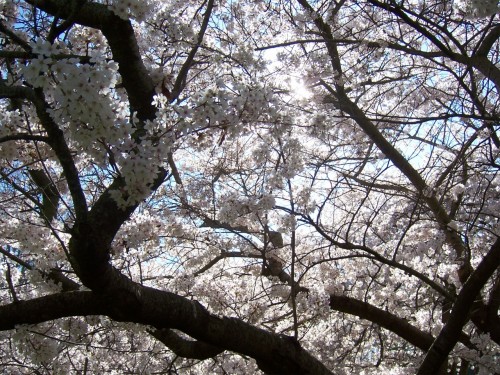 Picture 24 in [Hanami with Kagami]