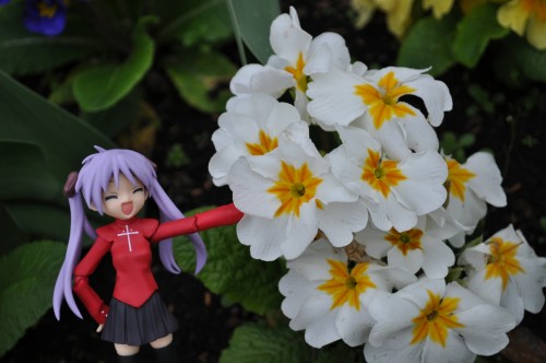 Picture 7 in [Flower Garden with Kagami]