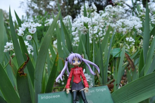 Picture 9 in [Flower Garden with Kagami]