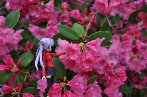 Picture 20 in [Flower Garden with Kagami]