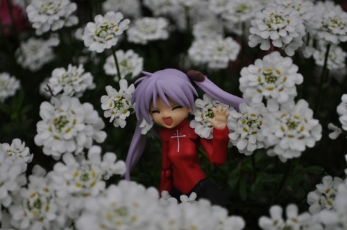 Picture 24 in [Flower Garden with Kagami]