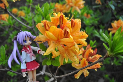 Picture 3 in [Yet Another Flower Garden With Kagami]