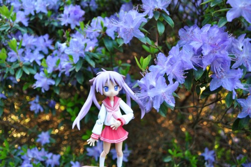 Picture 11 in [Yet Another Flower Garden With Kagami]