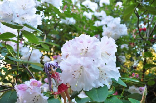 Picture 12 in [Yet Another Flower Garden With Kagami]