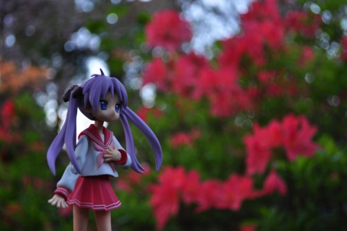 Picture 24 in [Yet Another Flower Garden With Kagami]