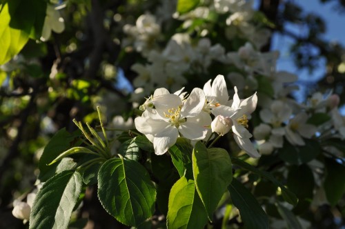 Picture 9 in [More Flowers with Kagami]