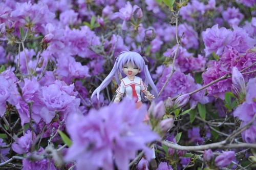 Picture 21 in [More Flowers with Kagami]