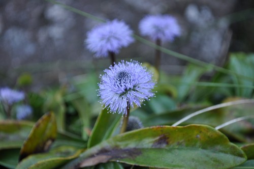 Picture 23 in [More Flowers with Kagami]