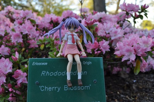 Picture 29 in [More Flowers with Kagami]