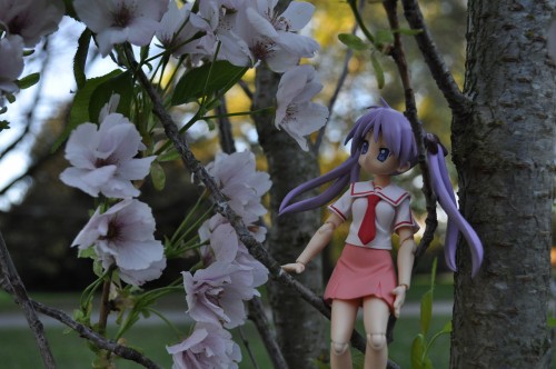 Picture 32 in [More Flowers with Kagami]