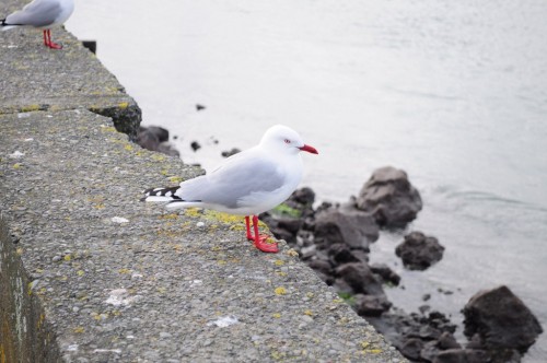 Picture 12 in [Sumner Beach]