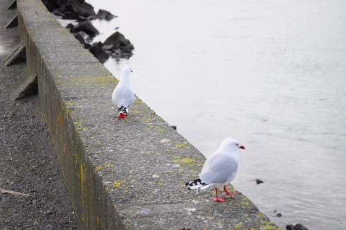 Picture 13 in [Sumner Beach]