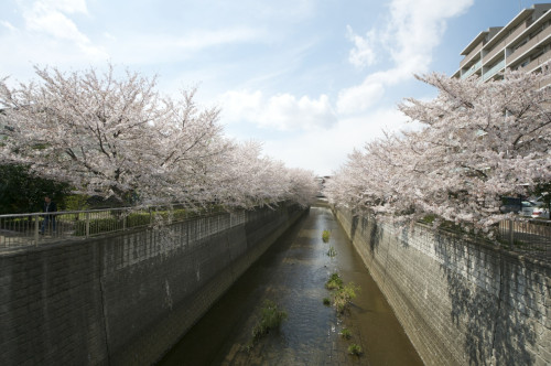 Picture 10 in [Hanami with Kagami Day 2]