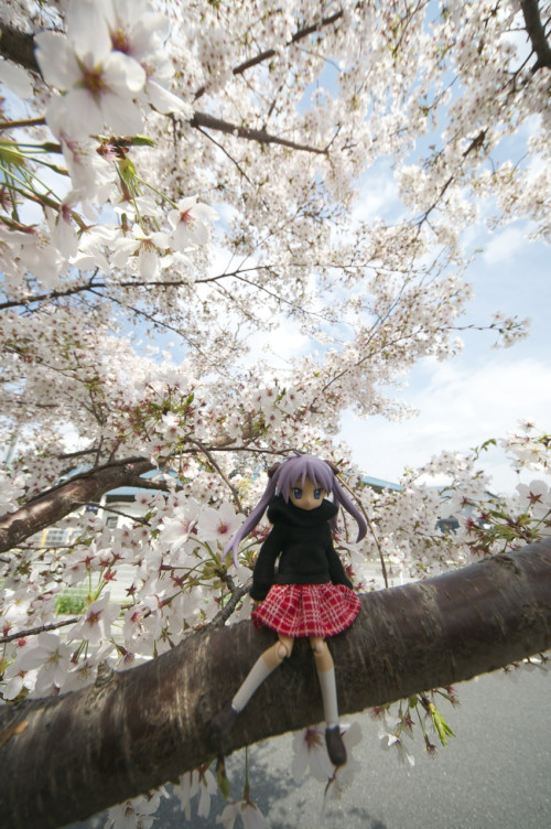 Picture 7 in [Hanami with Kagami Day 2]