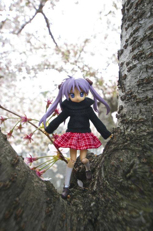 Picture 8 in [Hanami with Kagami Day 2]