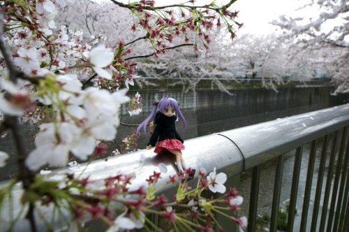 Picture 9 in [Hanami with Kagami Day 2]