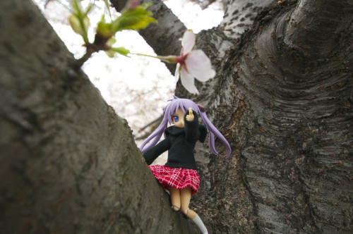 Picture 2 in [Hanami with Kagami Day 2]