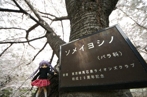 Picture 3 in [Hanami with Kagami Day 2]