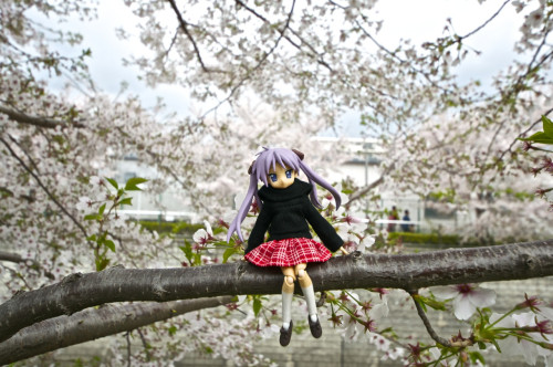 Picture 5 in [Hanami with Kagami Day 2]