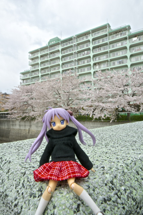 Picture 6 in [Hanami with Kagami Day 2]