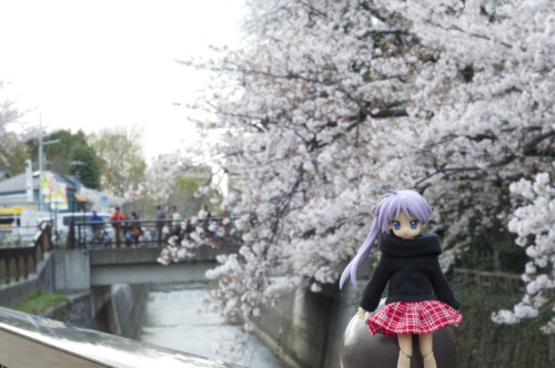 Picture 11 in [Hanami with Kagami Day 1]