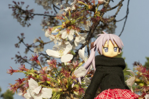 Picture 16 in [Hanami with Kagami Day 1]