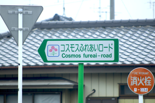 Picture 4 in [Kagami and Tsukasa's birthday at Washinomiya Shrine]